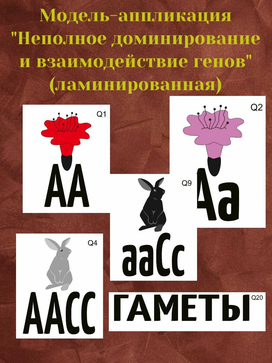 Модель-аппликация "Неполное доминирование и взаимодействие генов"