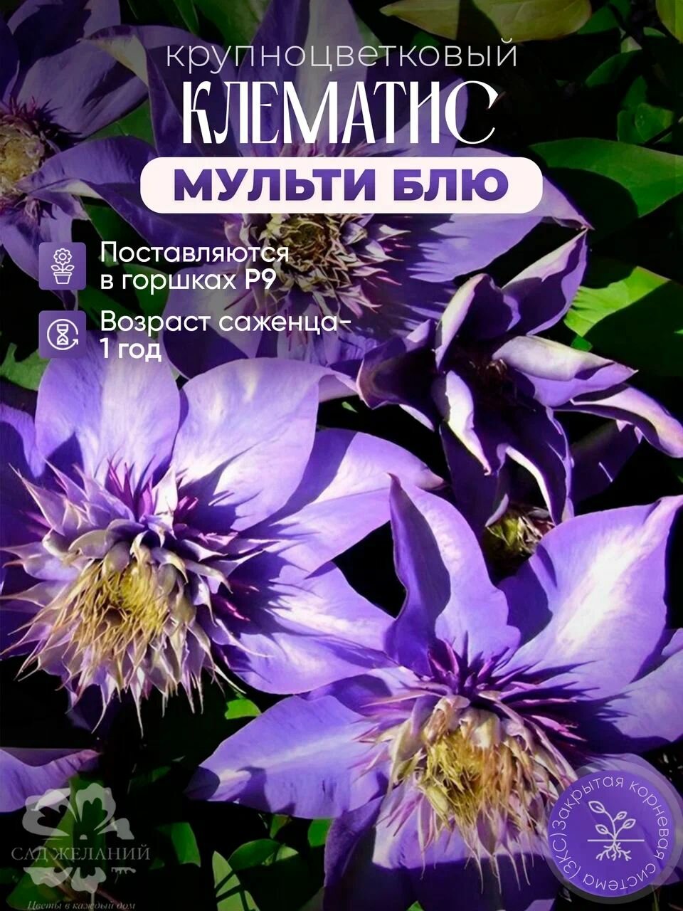 Зимостойкий, крупноцветковый клематис Мульти Блю в горшке 1 л