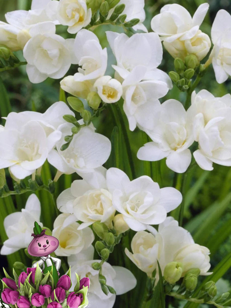Луковицы цветов  сhipollino flowers  фрезия DOUBLE WHITE  10 луковиц 