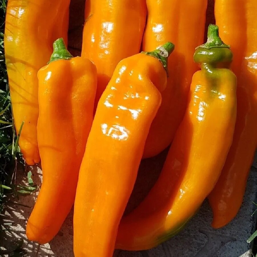 Семена Орешка Перец сладкий Рамиро оранжевый 10 ШТ