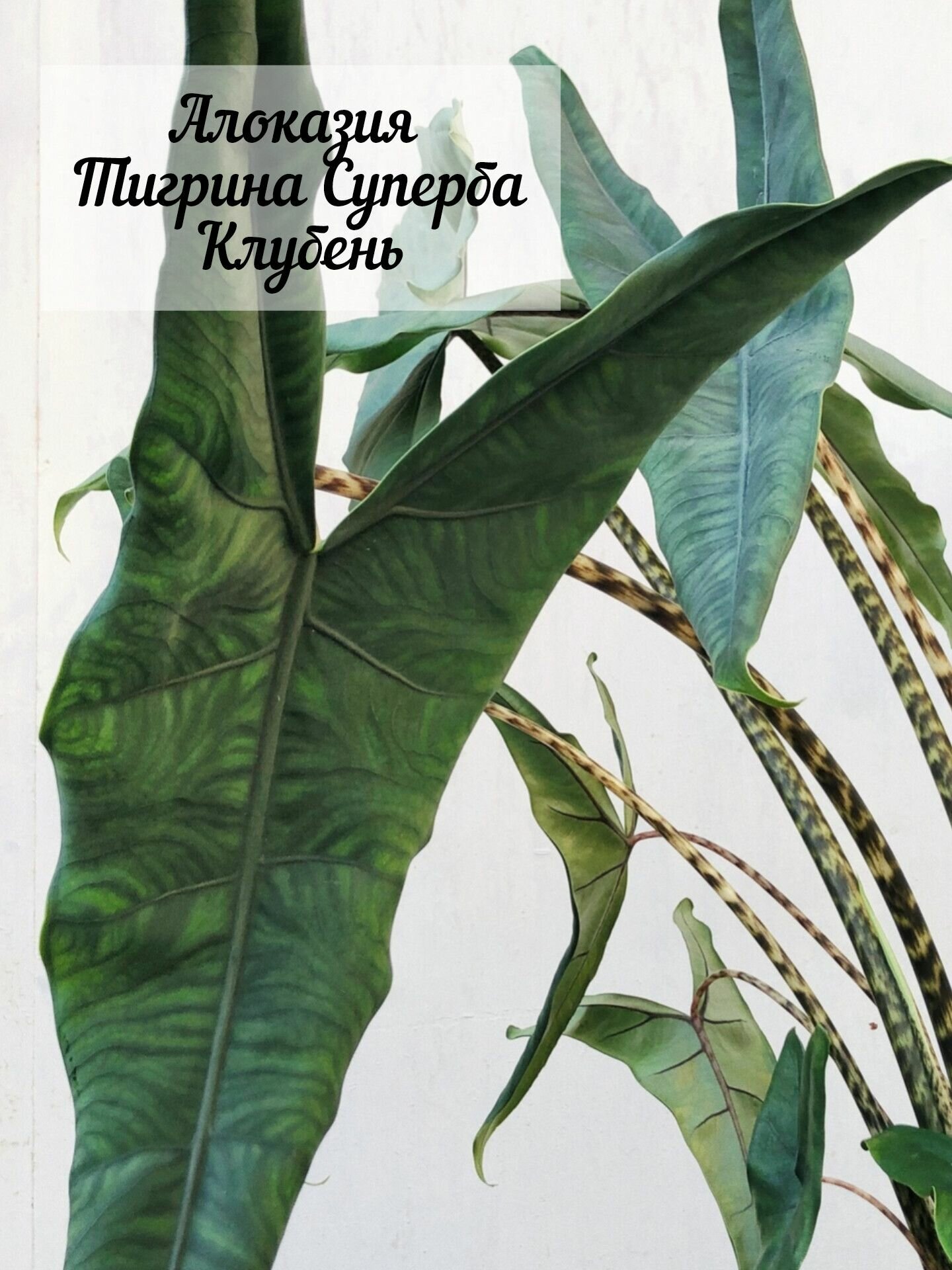 Алоказия Тигрина Суперба / клубень