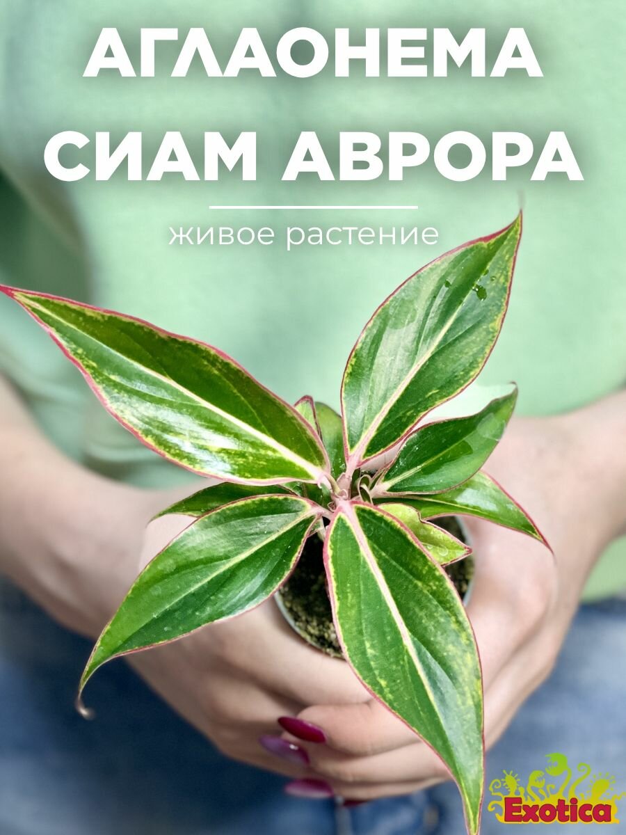 Аглаонема Сиам Аврора (Aglaonema Siam Aurora) D6см живое растение