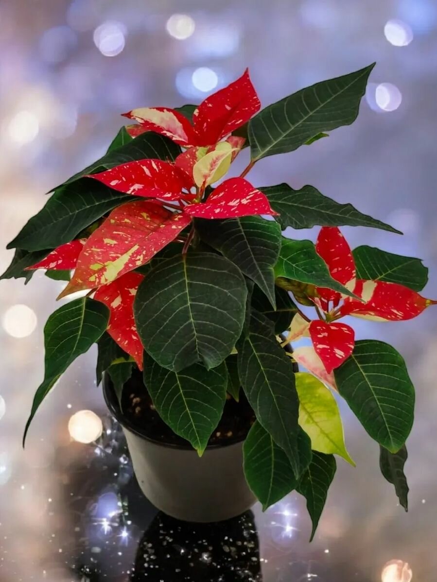 Пуансеттия (Рождественская звезда) Живое комнатное растение в горшке Молочай красивейший (Euphorbia pulcherrima) красный