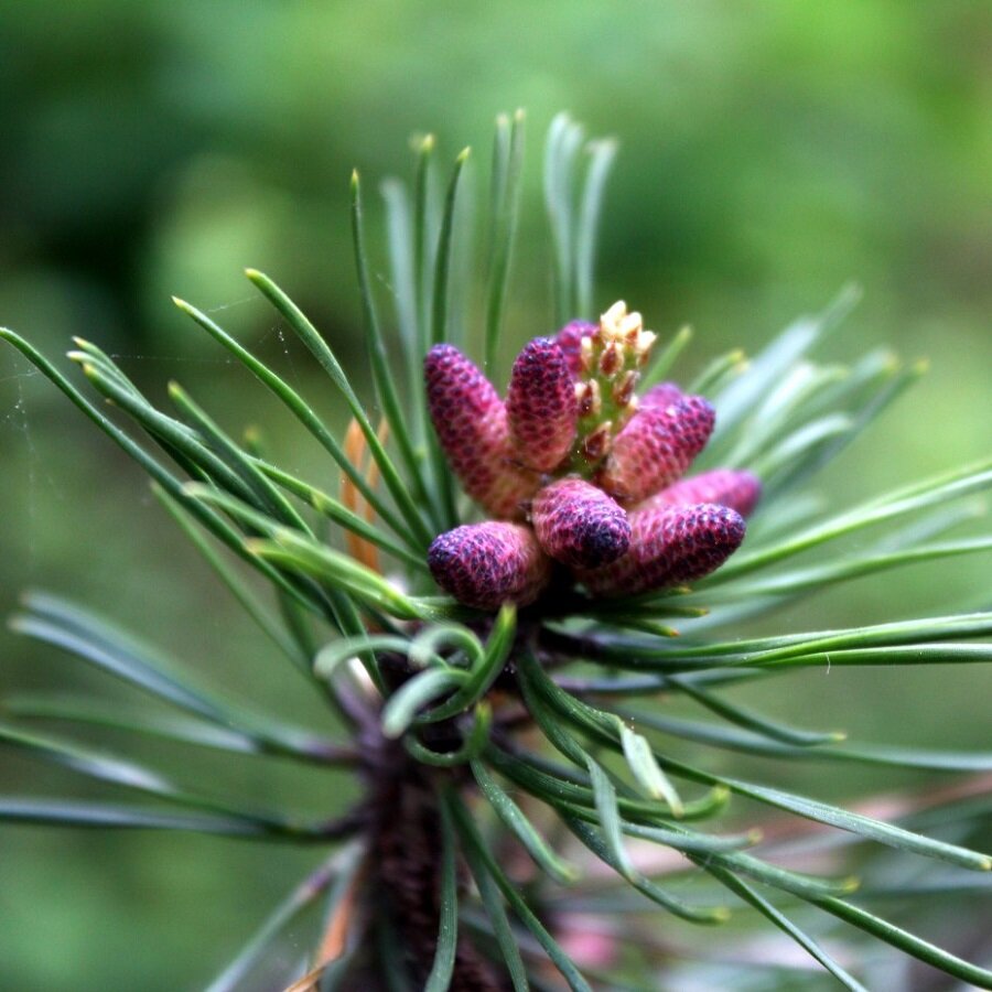 Семена Deodar SEEDS COMPANY Сосна жесткая 30 шт.