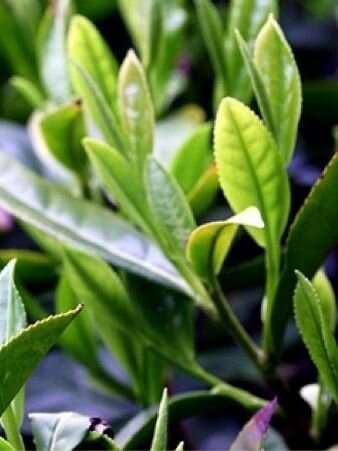 Камелия китайская - Чайный куст (саженец ЗКС - контейнер 05 л) / для дачи сада дома и балкона