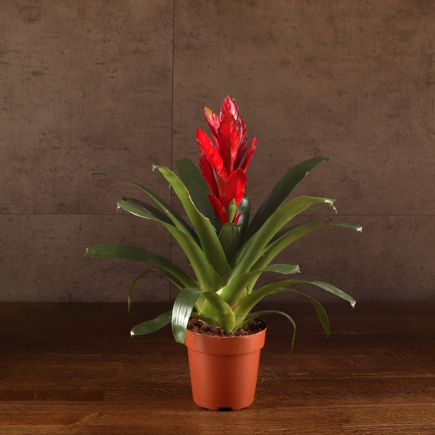 Вриезия бордовая 45/12