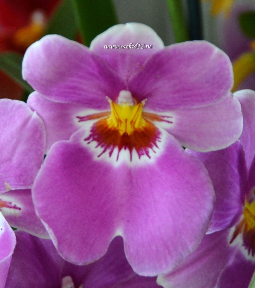 Орхидея Miltonia hybrid (отцвела) 2-3 пбульбы ароматная d-11 комнатное растение
