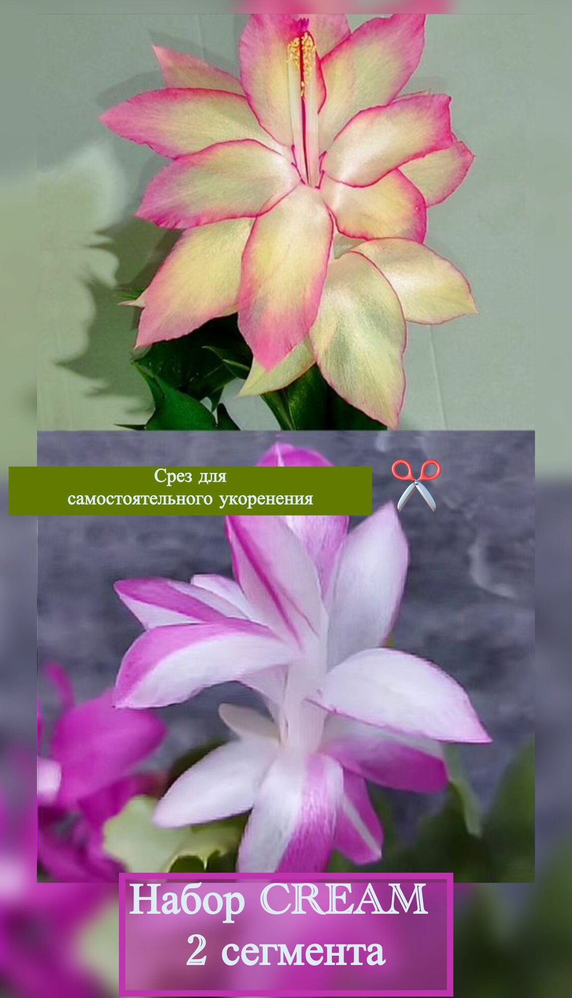 Декабрист шлюмбергера Набор Cream 2 сегмента