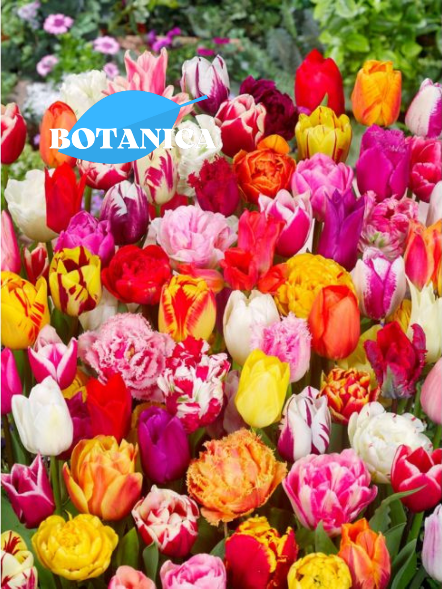 Луковицы цветов botanica garden Тюльпаны ДеЛюкс Микс 5 штук