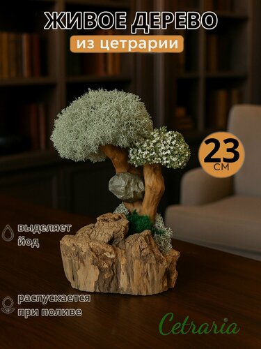 Изображение товара Искусственный бонсай из мха цетрариии для декора и подарка