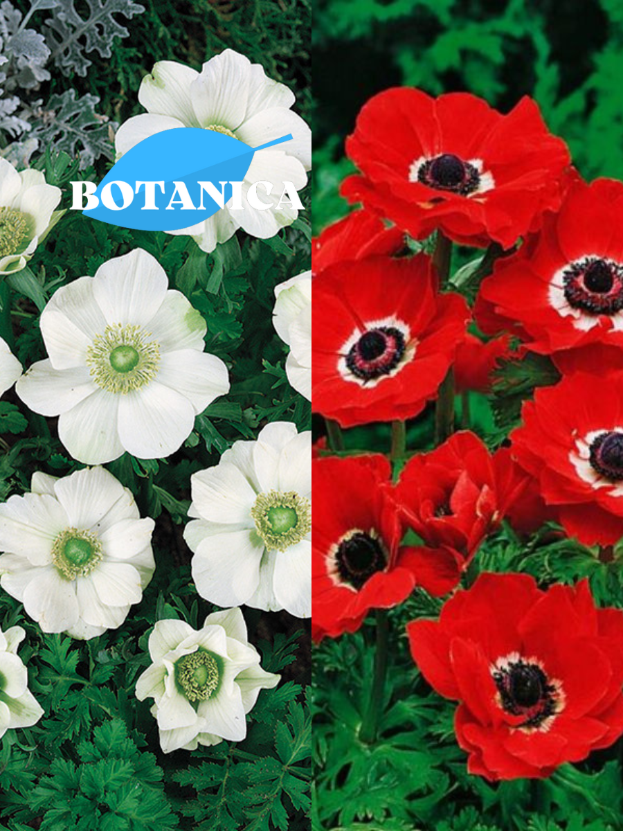 Луковицы цветов botanica garden TWIN анемона ЗЕ брайд 10 ШТ/ анемона голландия 10 ШТ( 20 луковиц)