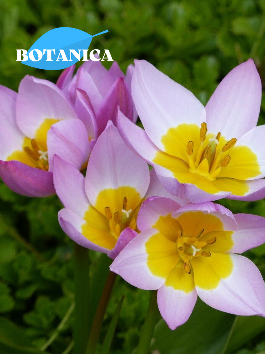 Луковицы цветов botanica garden Тюльпан Лилак Уандер ботанический (5 штук)