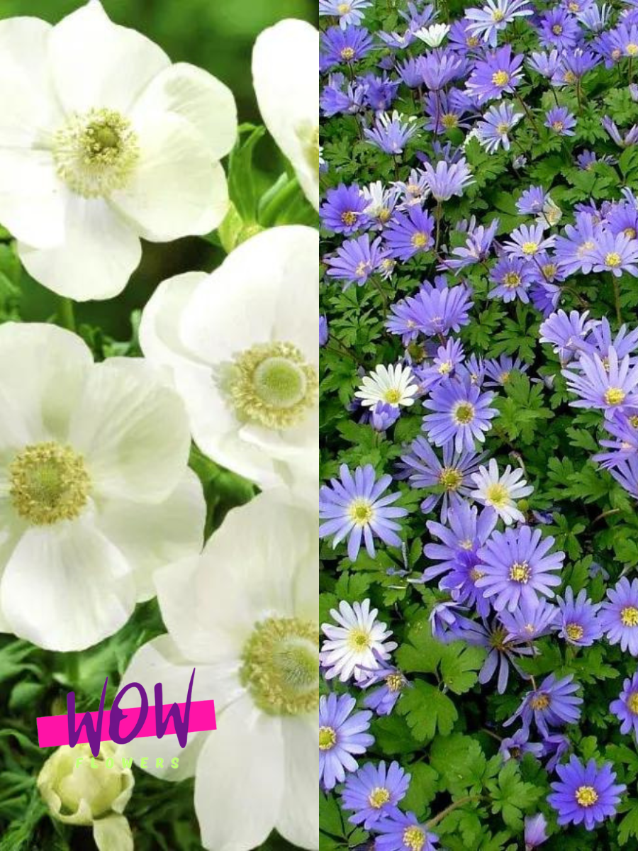 Луковицы цветов  WOW FLOWERS  Анемона Зе Брайд 10 шт\Анемона Мистер Фоккер 10 шт