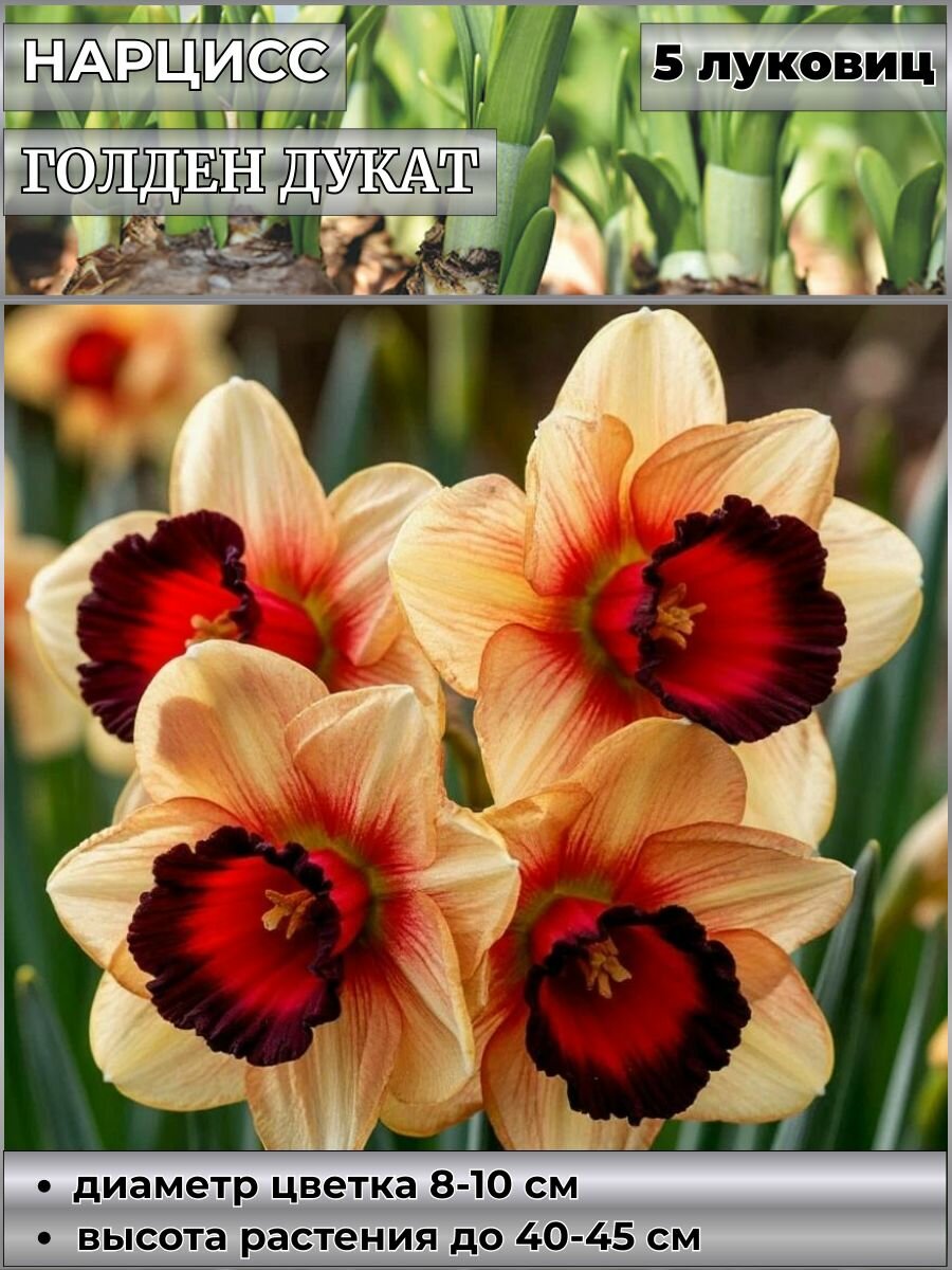 Нарцисс корончатый Акрополис блю луковицы 5 штук