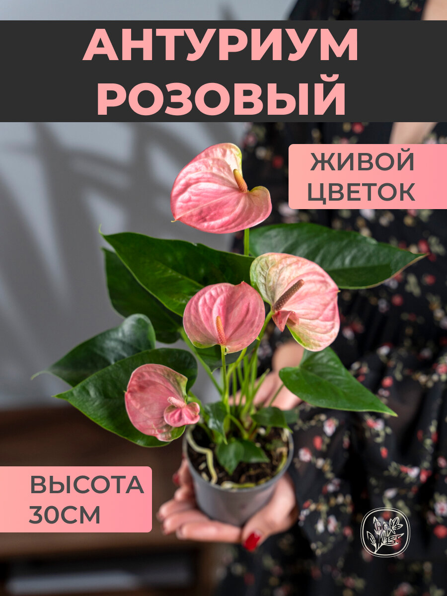 Geo Glass: Антуриум розовый Андреанум Свит Дрим  живое растение  9/25 см