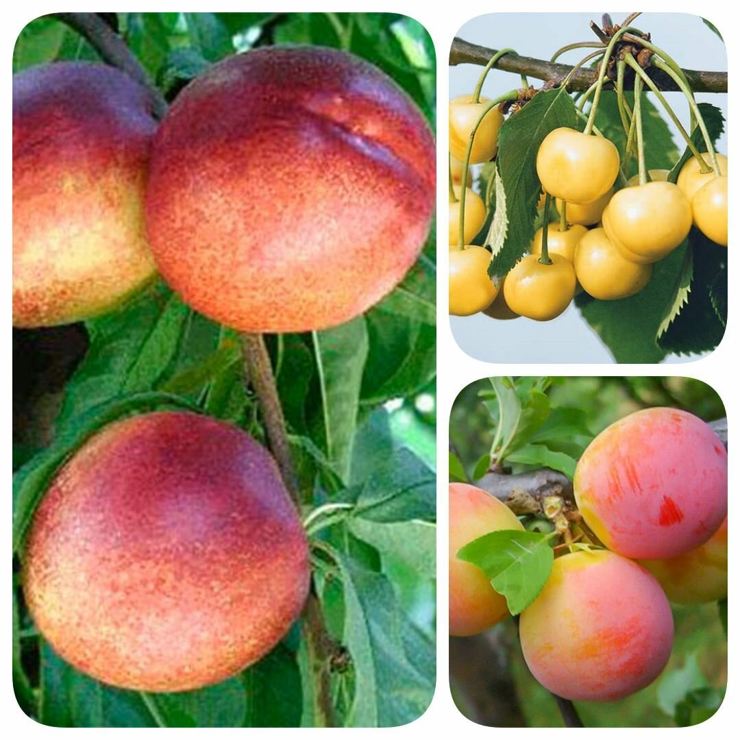 Набор из 3-х сортов саженцев нектарина сливы черешни Волшебное путешествие