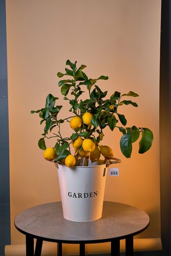 Изображение товара Лимонное дерево в ведерке h 80 см, d 27 см от бренда Margo plants