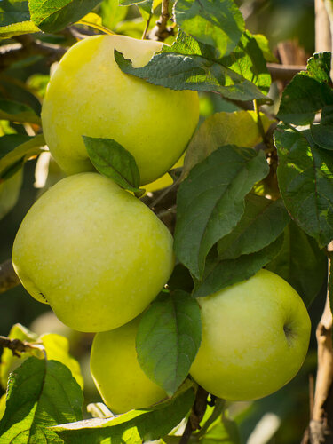 Изображение товара Яблоня морозостойкая Яблоко-груша Голден Делишес,2 года , зкс