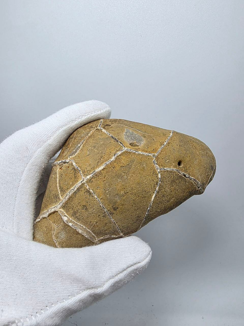 Септария 112 мм, 299 г. — фото 1