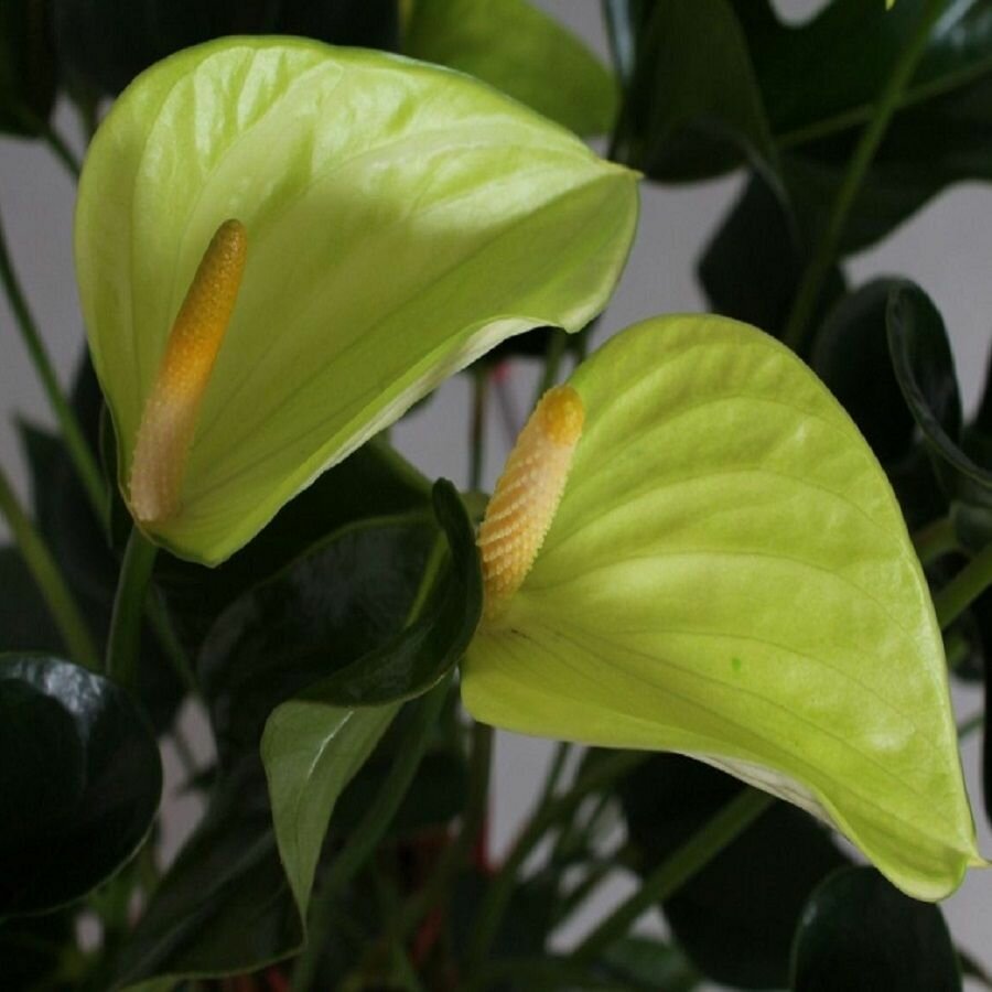 Антуриум Принцесса Алексия Жаде Anthurium Princess Alexia Jade семена