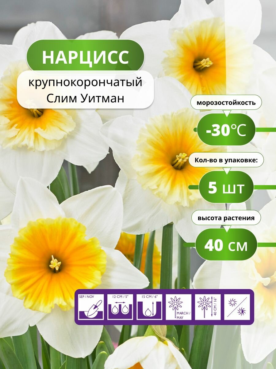 Нарцисс крупнокорончатый Слим Уитман 5 лук / нарциссы луковицы многолетние