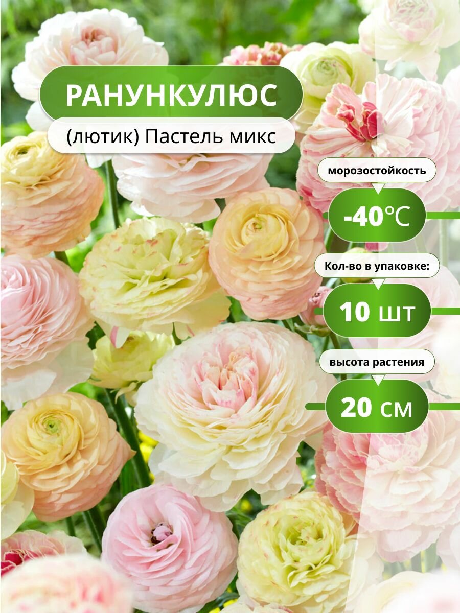 Ранункулюс (лютик) Пастель микс (10 лук) / луковичные цветы