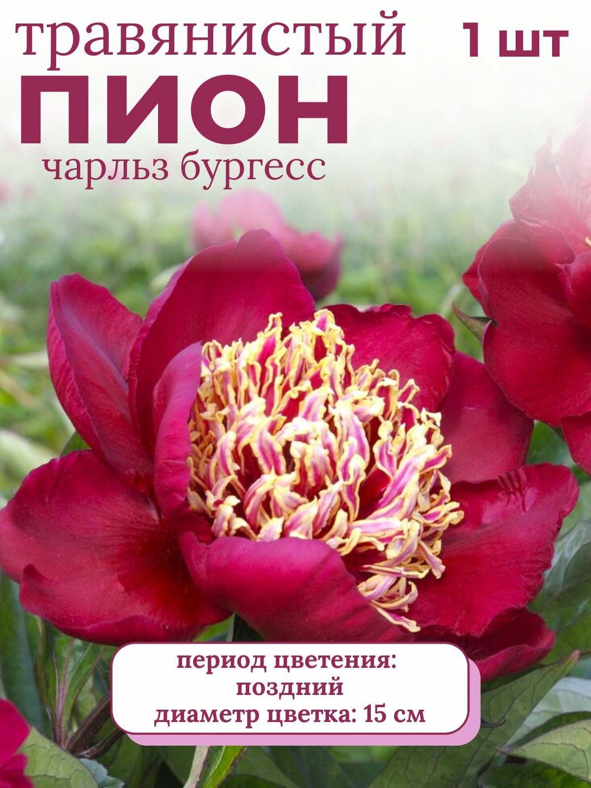 Пион травянистый многолетние цветы 1 шт