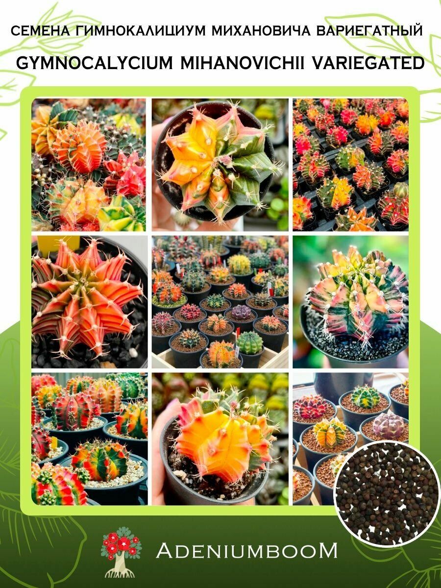 Семена Гимнокалициум Михановича Вариегатный (5 шт.) /Gymnocalycium Mihanovichii Variegated семена редких комнатных цветов суккулентов многолетних цветущих растений/AdeniumBoom
