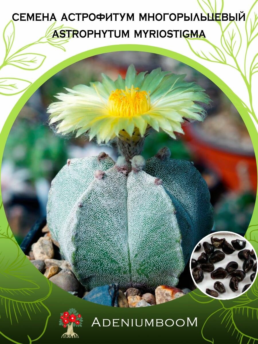 Семена Астрофитум Многорыльцевый (5 шт.) /Astrophytum Myriostigma семена редких комнатных цветов суккулентов многолетних цветущих растений/AdeniumBoom