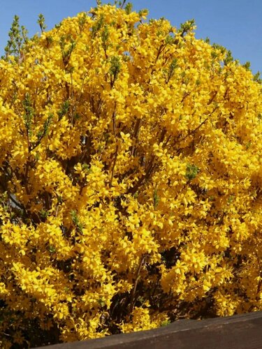 Изображение товара Форзиция промежуточная Уикенд (Forsythia x intermedia Weekend) / 1 шт