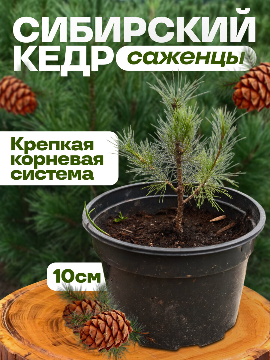 Саженцы Сибирского Кедра - Высота 10 см. (сосна сибирская кедровая) 1шт.