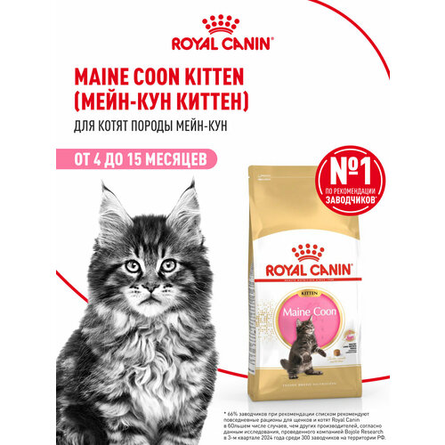 Корм для кошек Royal Canin Maine Coon Kitten (Мейн Кун Киттен) Корм сухой сбалансированный для котят породы Мэйн Кун, 10кг