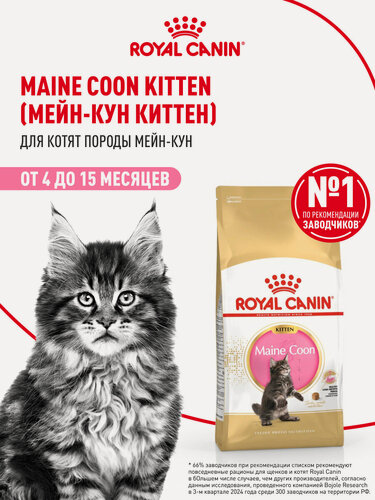 Изображение товара Сухой корм для котят Royal Canin Kitten для породы мейн кун, 2 кг