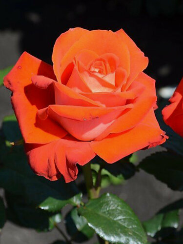 Изображение товара Роза чайно-гибридная "Верано", 1 саженец , многолетняя, высота 45 см, оранжевая