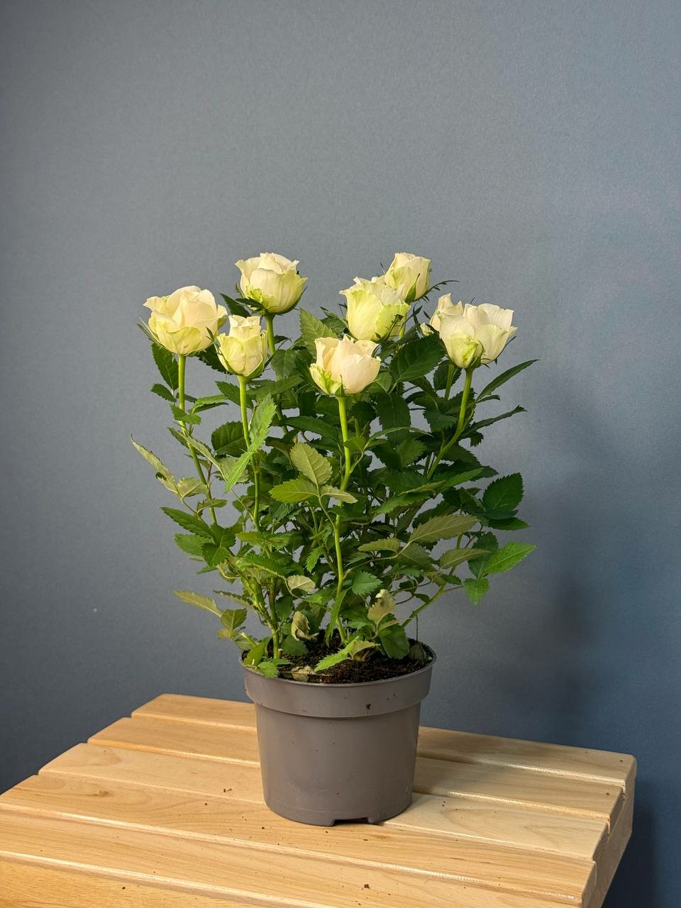 Кустовая роза с кремовыми бутонами — изысканное украшение интерьера и изящный подарок