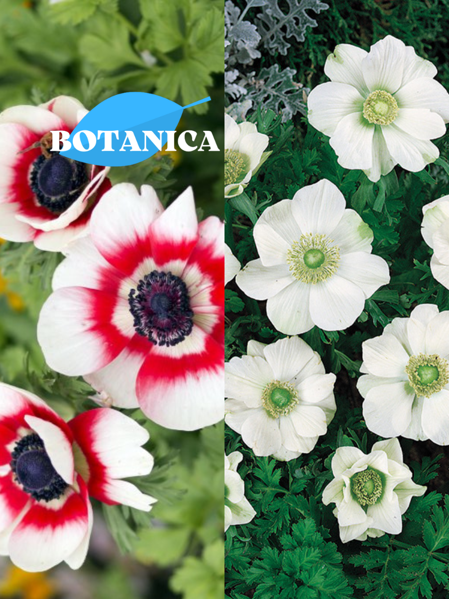 Луковицы цветов botanica garden TWIN анемона биколор 10 ШТ / анемона ЗЕ брайд 10 ШТ (20 луковиц)