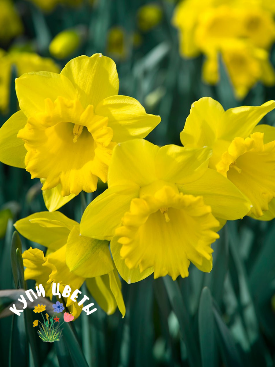 Луковицы цветов купи цветы Нарцисс GOLD MEDAL(3 луковицы)
