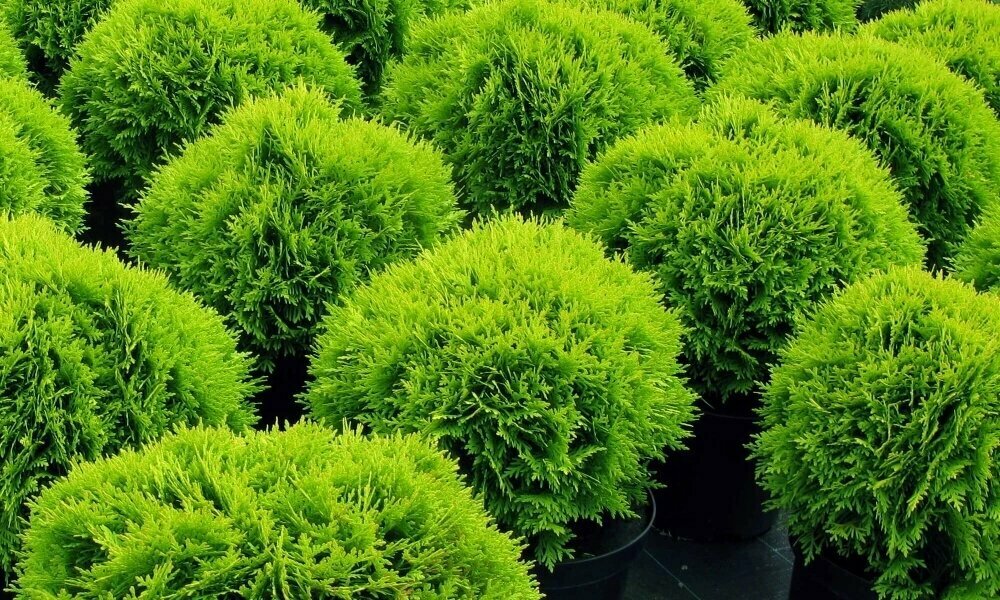 Туя западная Даника 1  компактная морозостойкая шаровидная вечнозеленая