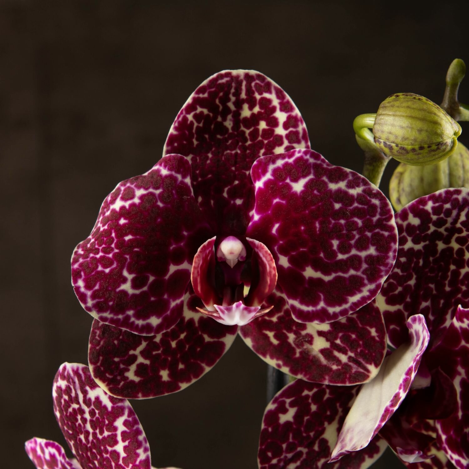 Орхидея Фаленопсис Дикий кот 2 ст