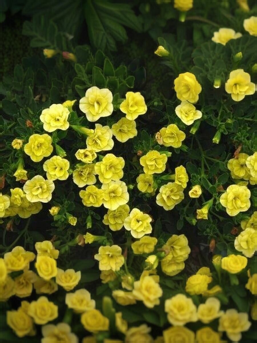 Калибрахоа професииональные семена