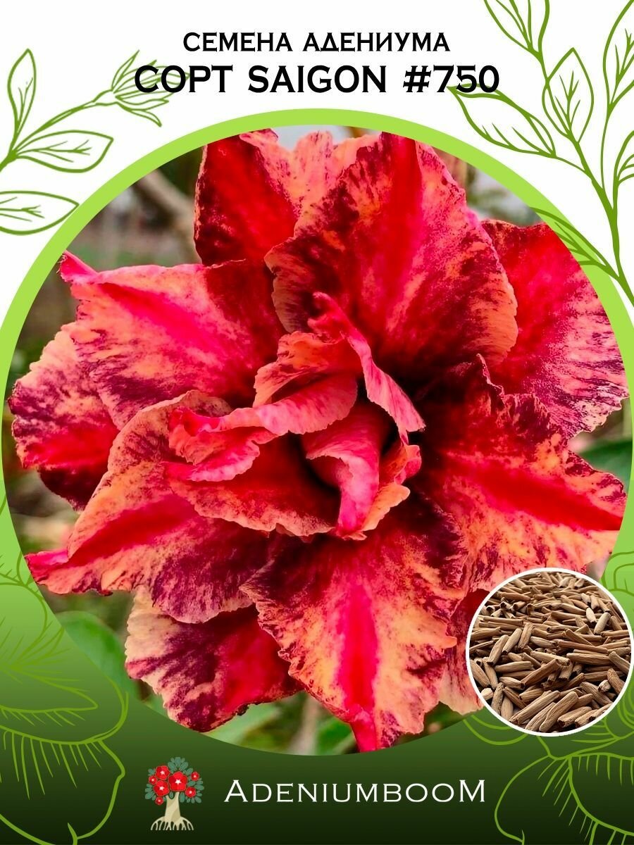 Семена Адениума Обесум от Saigon Adenium #750 (4шт.) /семена редких комнатных цветов, суккулентов многолетних, цветущих растений/AdeniumBoom