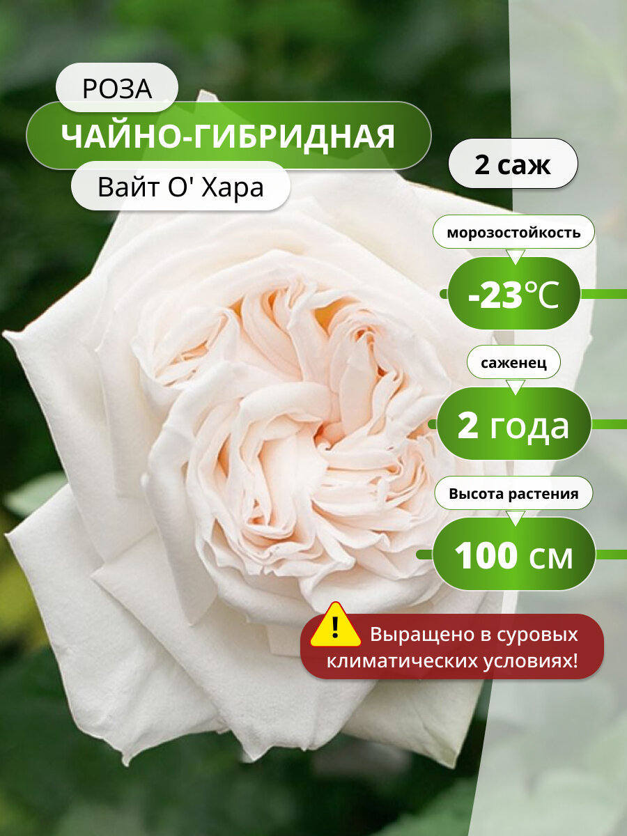 Роза чайно-гибридная Вайт О' Хара (White O Hara) 2 шт / саженцы роз