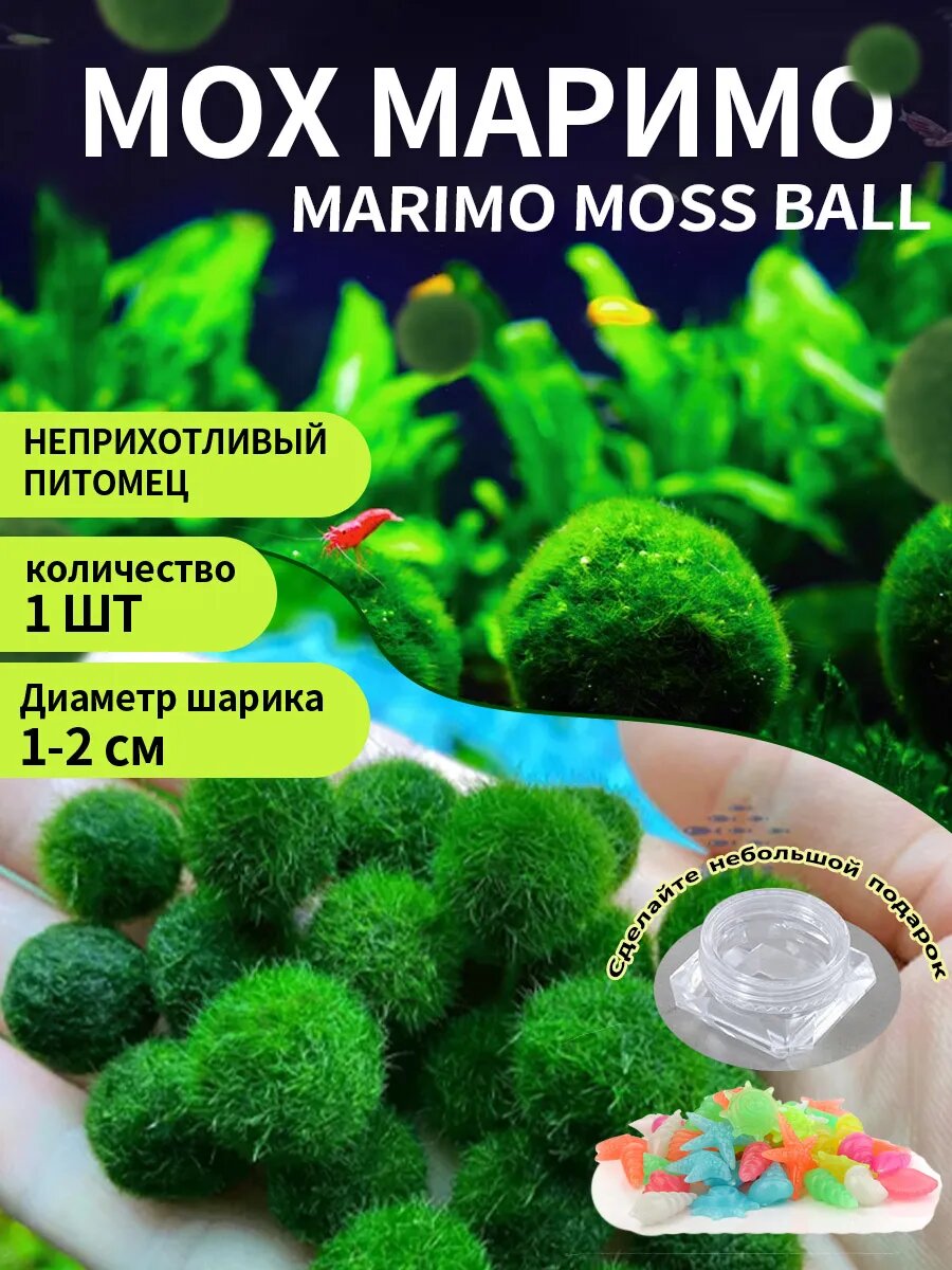 Маримо водоросли