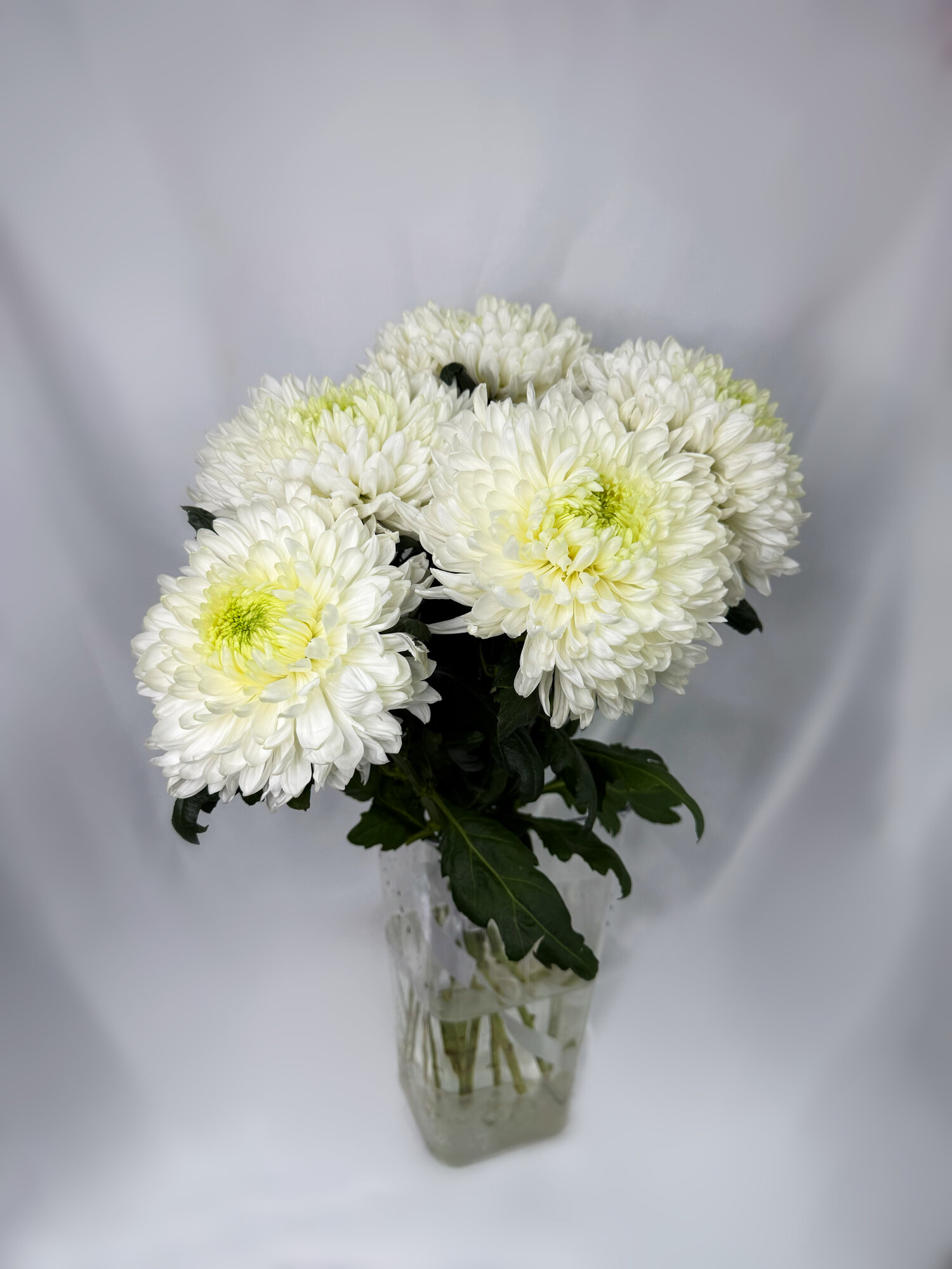 5 пышных белых хризантем в атласной ленте