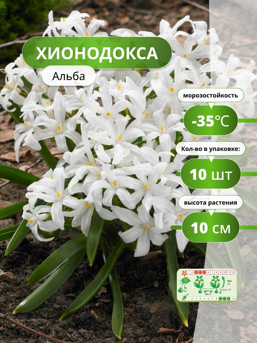 Луковицы Holland Bulb Market 