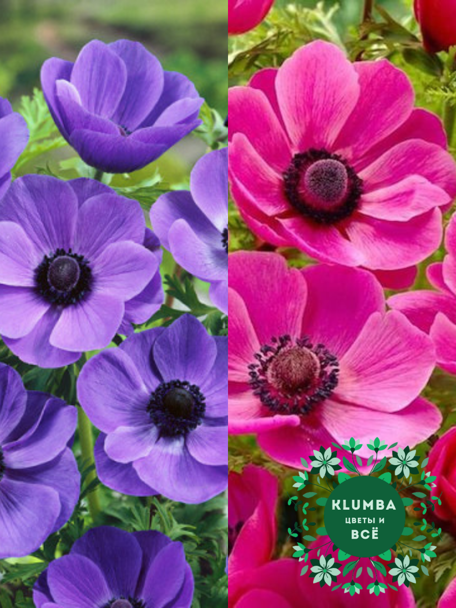 Луковицы цветов  Клумба  Луковицы Анемона MR. FOKKER 10 шт \ Луковицы Анемона SYLPHIDE 10 шт ( 20 шт )