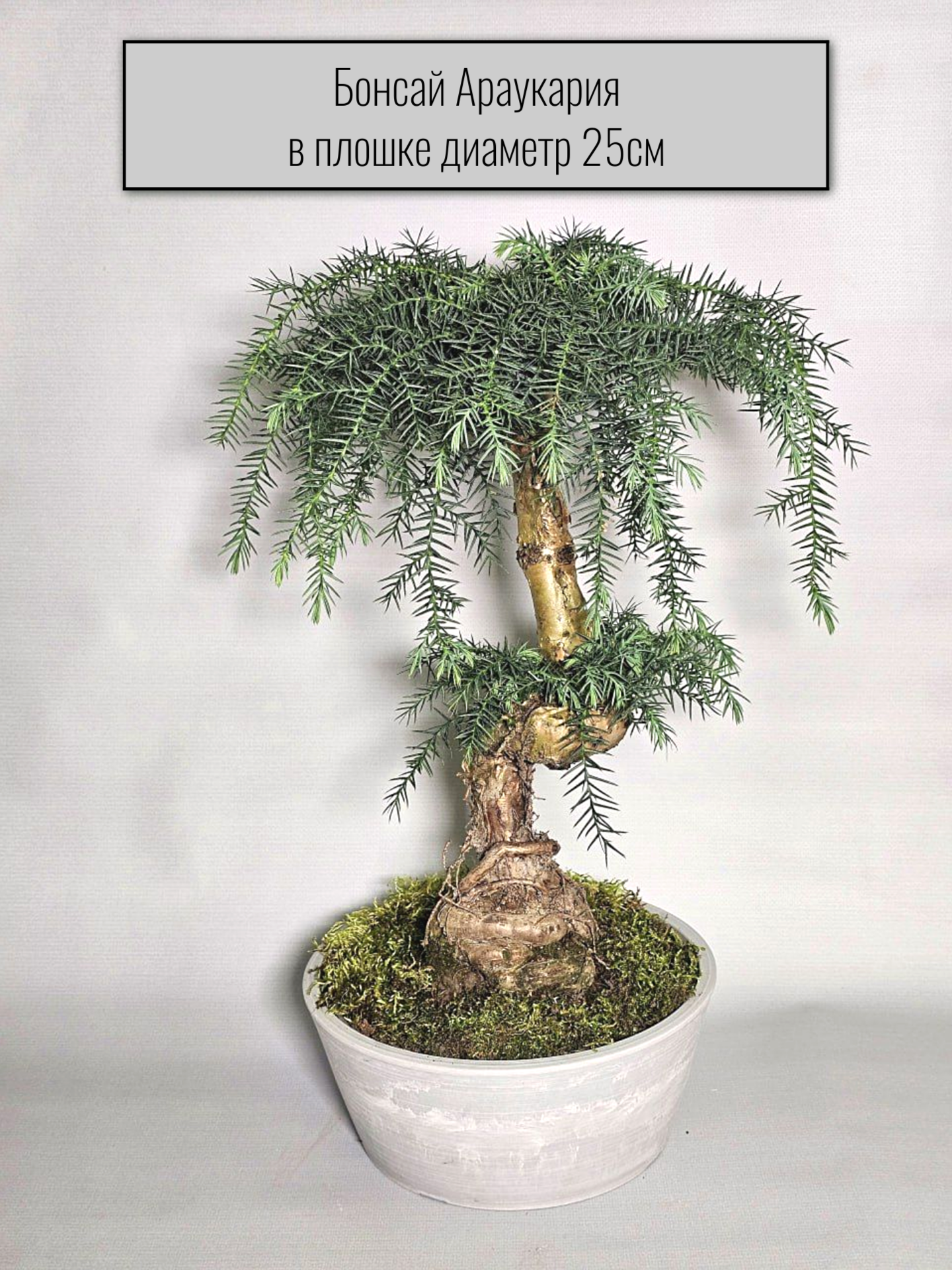 Комнатный бонсай Араукария Каннингема в кашпо, диаметр 25 см, живое растение
