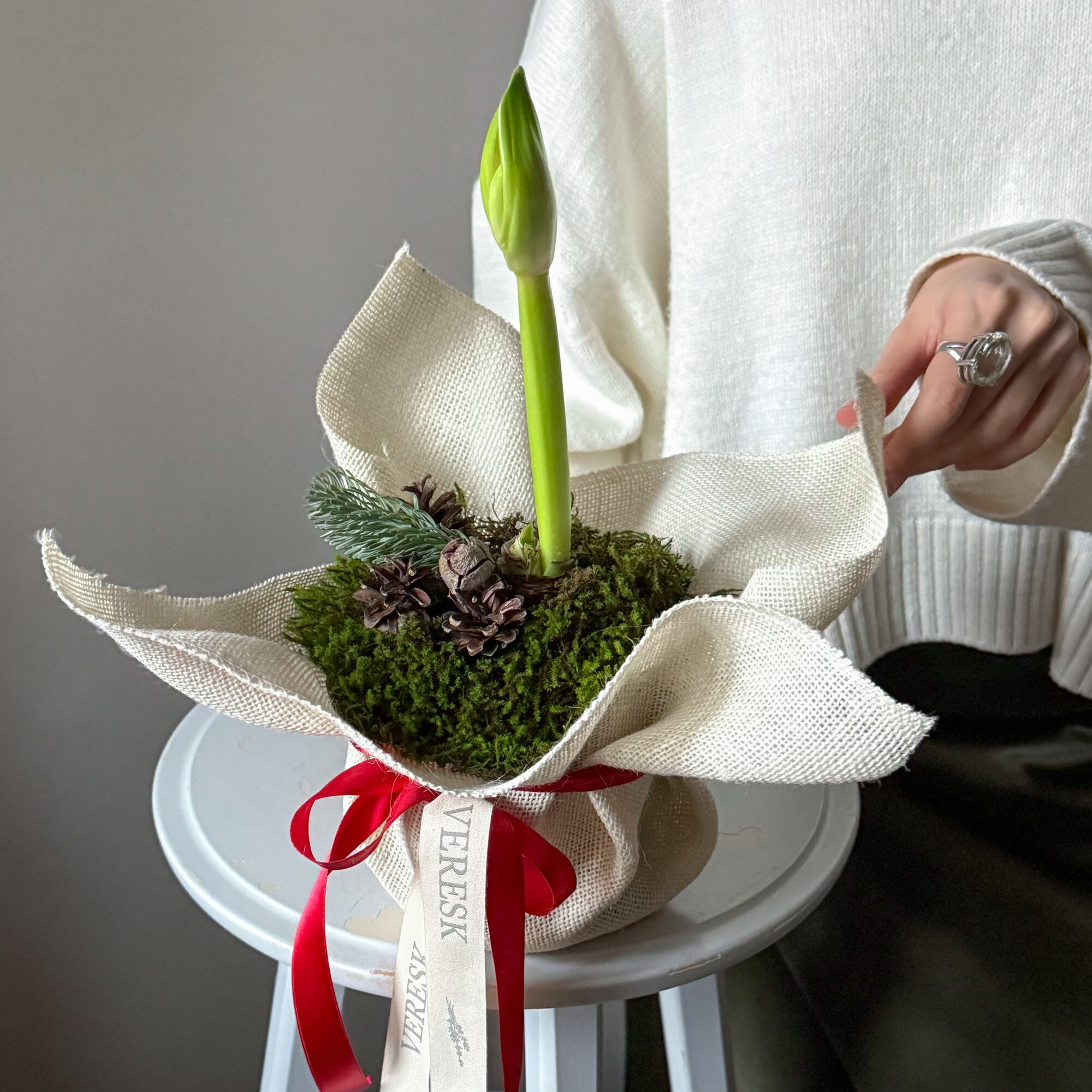 Цветущий амариллис с живым мхом и шишками в уютном кашпо белый. Veresk 618