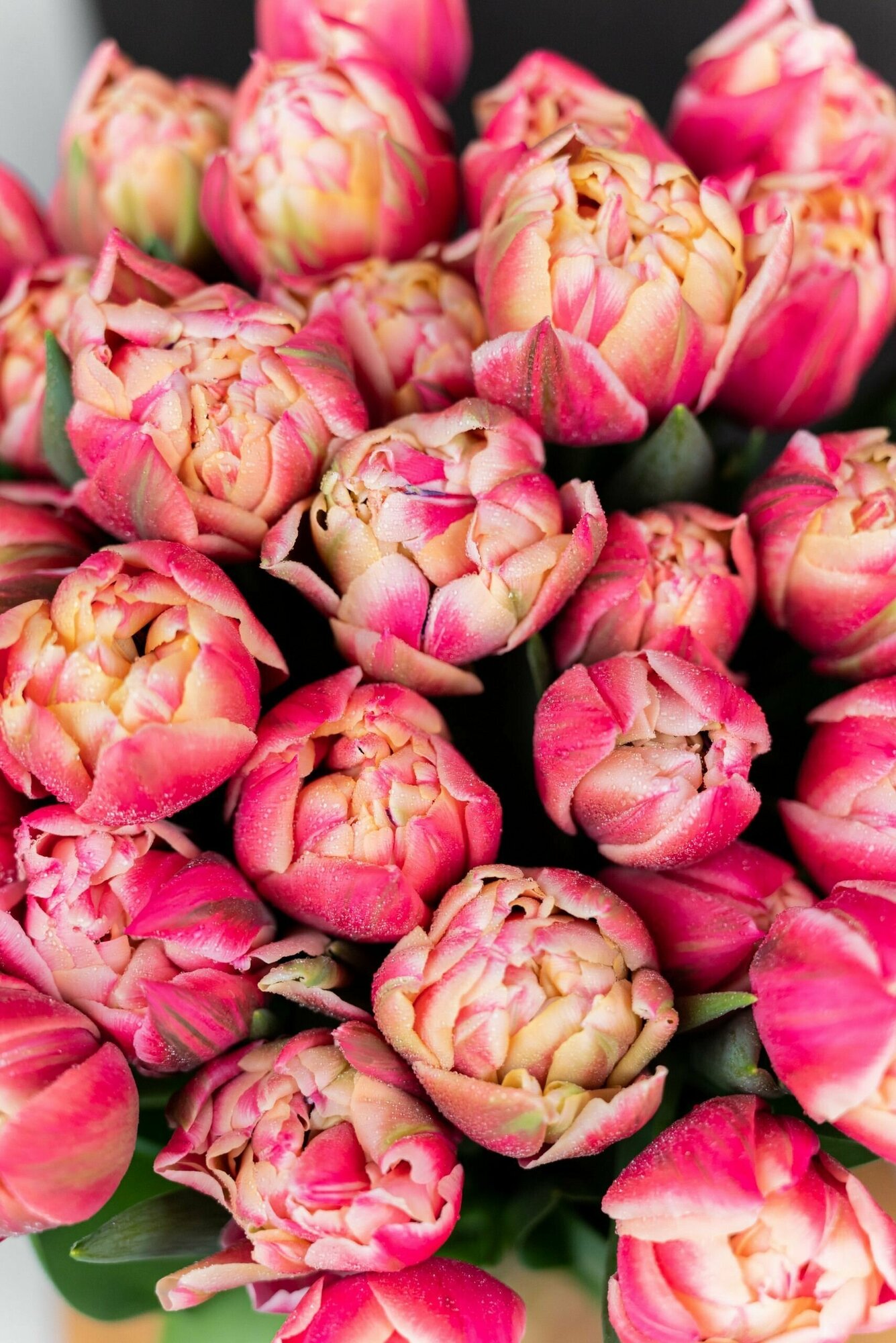 Луковицы цветов тюльпанов 20 штук - фотография № 12