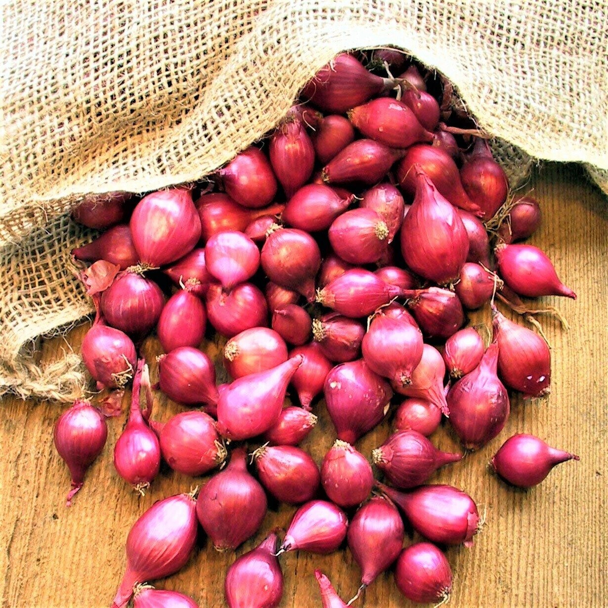 Лук-севок "Кармен", 0,5 кг (14-21мм): красный салатный сорт для посадки в огород; обладает прекрасным вкусом, относительно неприхотлив в выращивании.